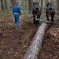 Foresters dragging tree-trunks from forest with draught horses (Equus caballus), Belgium
